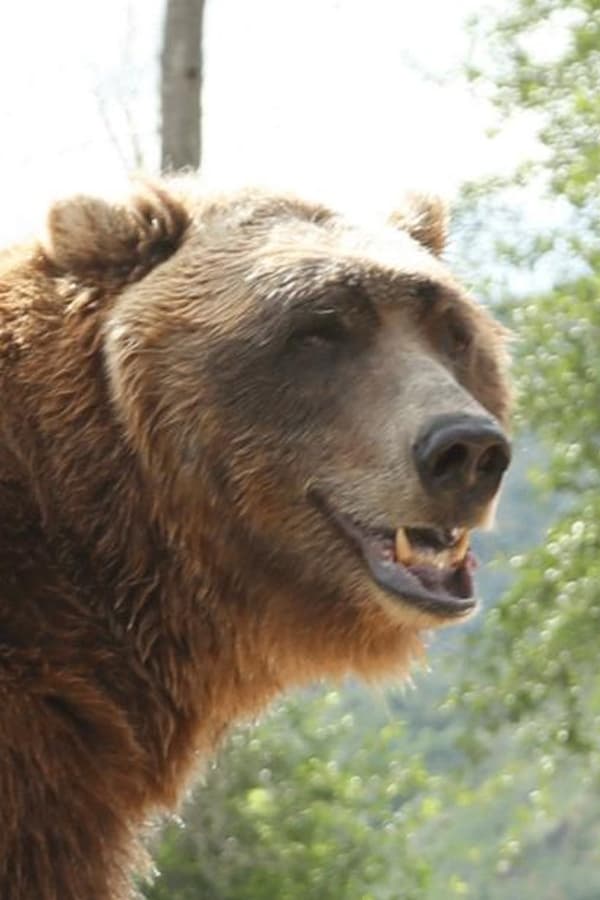 Póster de Bart the Bear