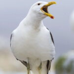 Sully Seagull