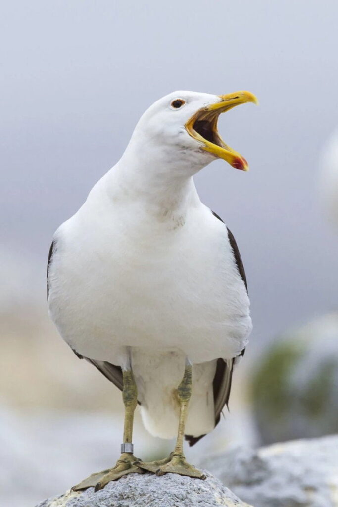 Póster de Sully Seagull